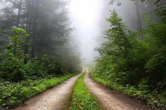 تاریخچه نام جواهرده، مسیر جنگلی و هوای مه آلود در جنگل 