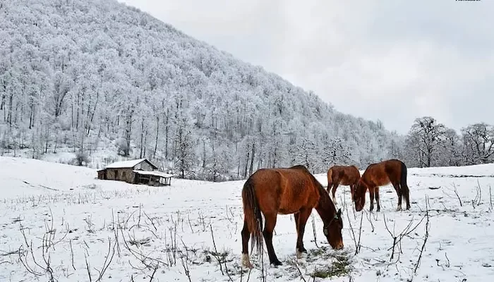 جاهای دیدنی رامسر در زمستان، نمایی از و اسب در منطقه دالیخالی پوشیده از برف با بک گراند کوه های برفی