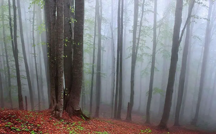 جاهای دیدنی رامسر، نمایی از تنه درختان جنگل بکر پاییزی در هوای مه آلود 