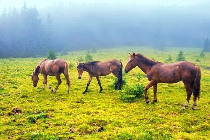 جاهای دیدنی رامسر، طبیعت زیبا و اسه اسب در ال حرکت در چمن های سبز روشن ب بک گراند جنگل های مه گرفته 