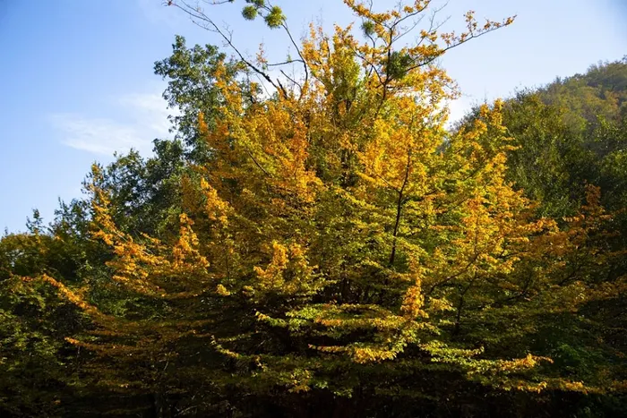 برگ های پاییزی درختان جنگل دالخانی 255643201