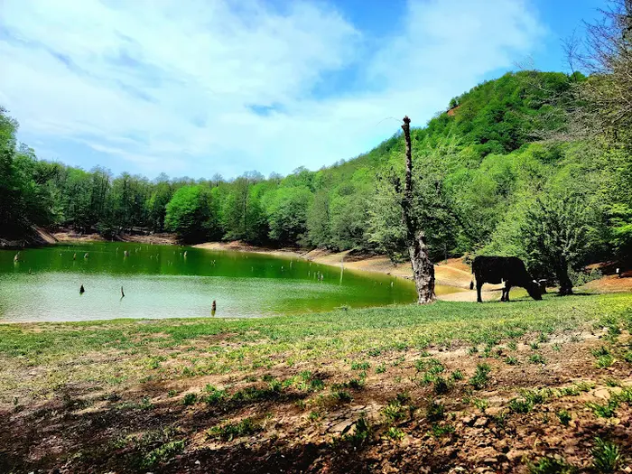 گاوی در حال چرا در میان سرسبزی اطراف دریاچه چورت125421
