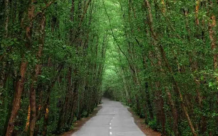 درختان تنومندو سرسبز مسیر جنگلی دالخانی 6235263526