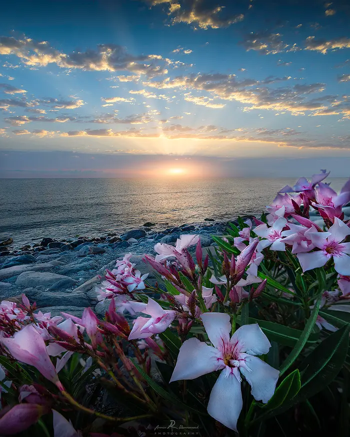 غروب آفتاب در دریا و گل های رنگارنگ 351213145