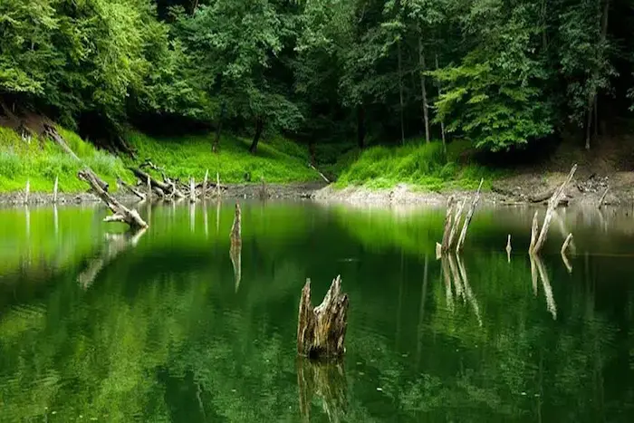 جنگل و دریاچه آرام مازندران 5464584