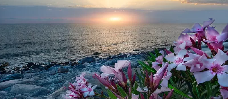 غروب آفتاب در دریا و گل های رنگارنگ 351213145