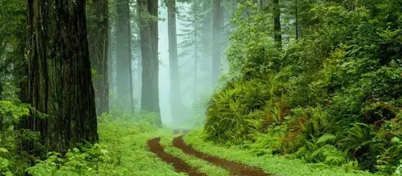 جنگل سیسنگان و هوای مه آلود اطراف درختان سرسبز 54445
