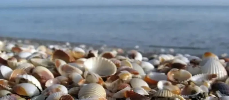 صدفهای رنگارنگ در ساحل نقره ای رامسر 554863743687